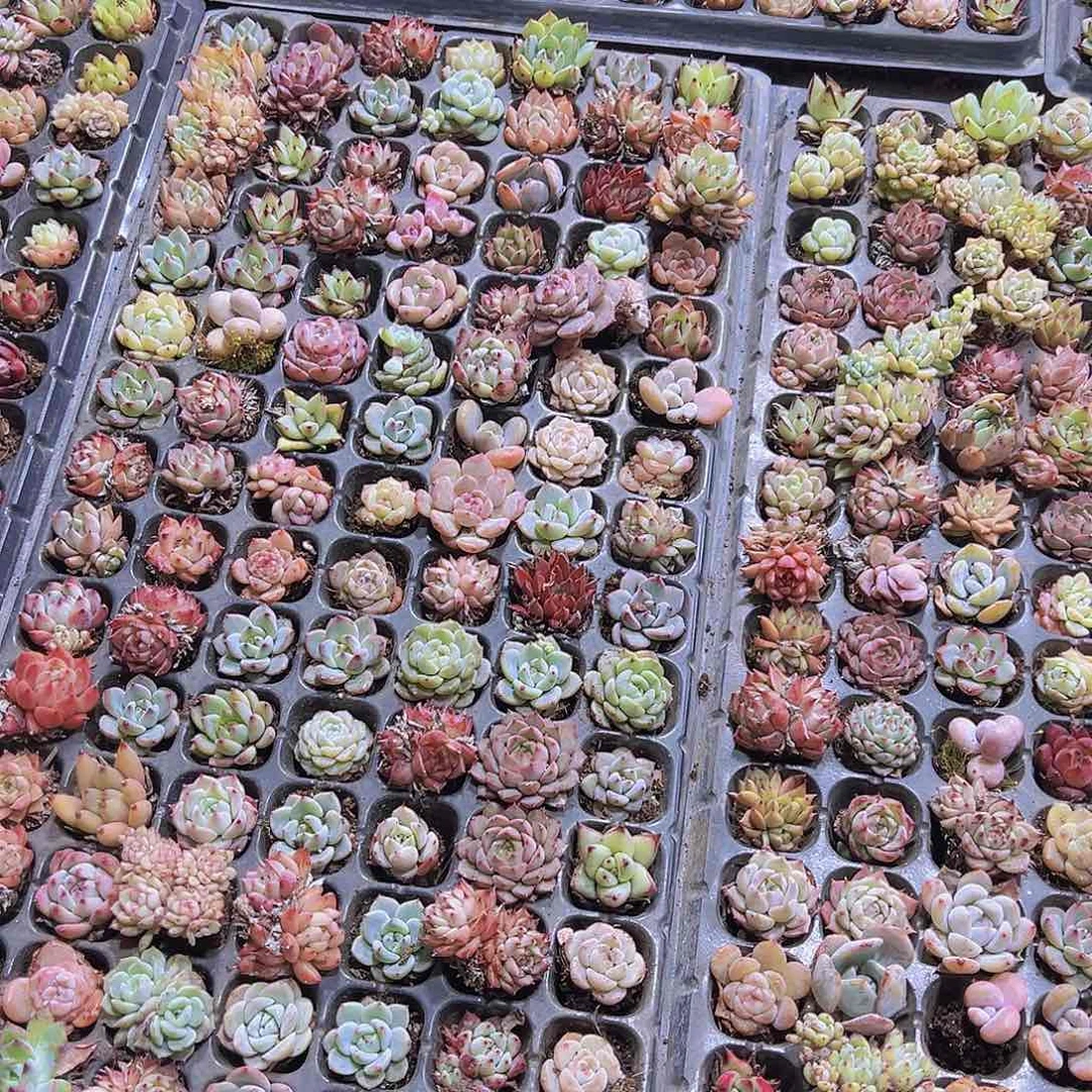 小苗杂110个无售后多肉