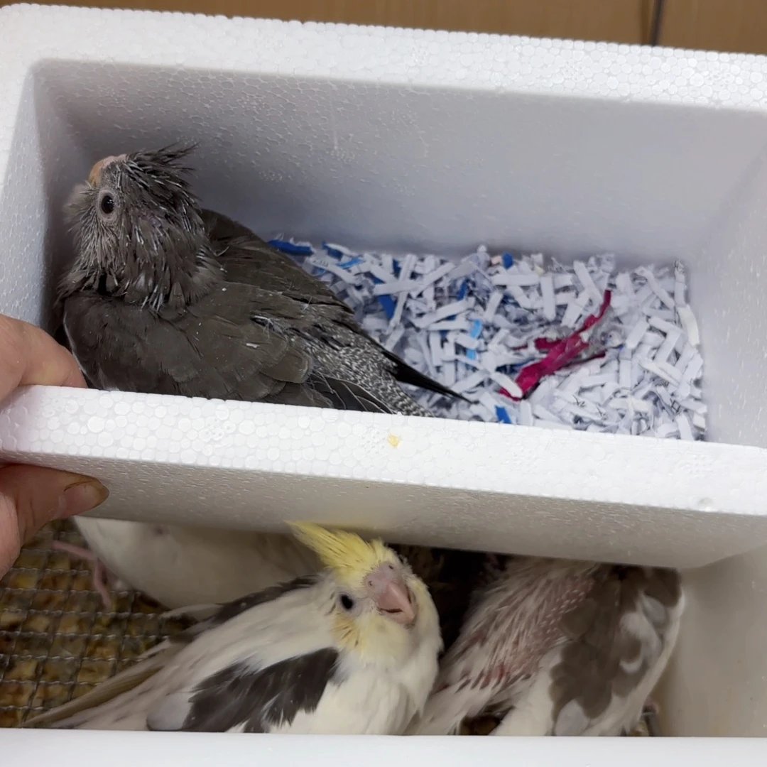 别***满虎皮鹦鹉玄凤黑牛