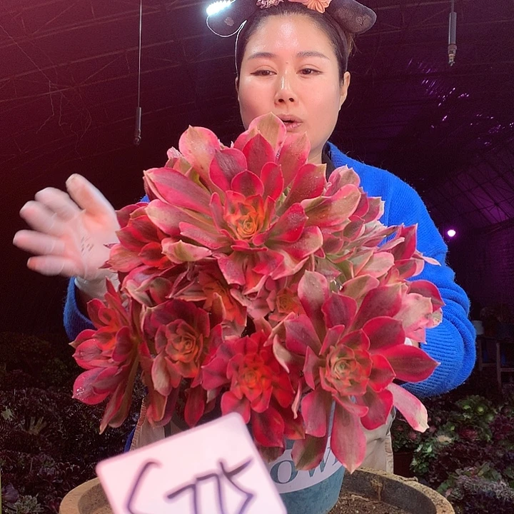 柒柒精品多肉脱土发货不包断侧枝S775