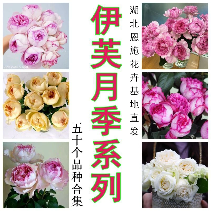 伊芙系列月季合集胭脂香水伯爵飞溅婚礼之路乙女心大花浓香扦插苗