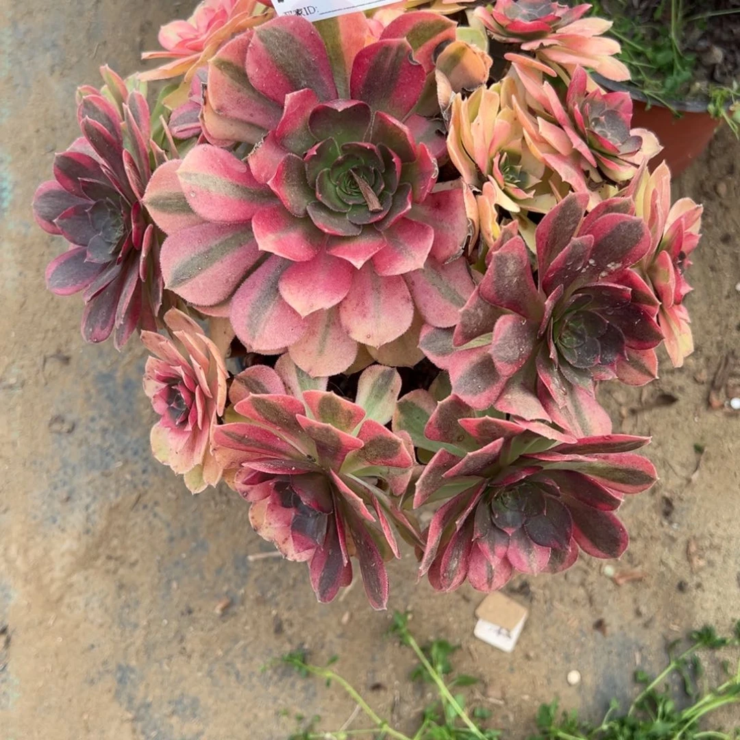 990雨荷多肉植物法师多肉
