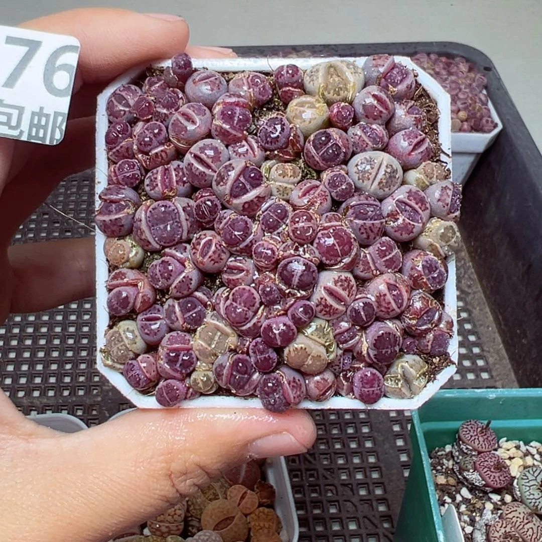 【闪购商品】1676……