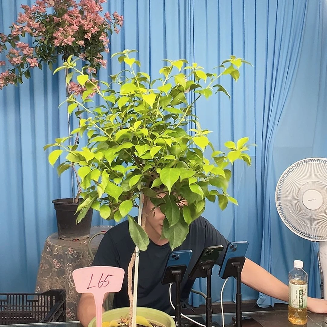 丹***7当前无花栽培后可以开花L65粉天使
