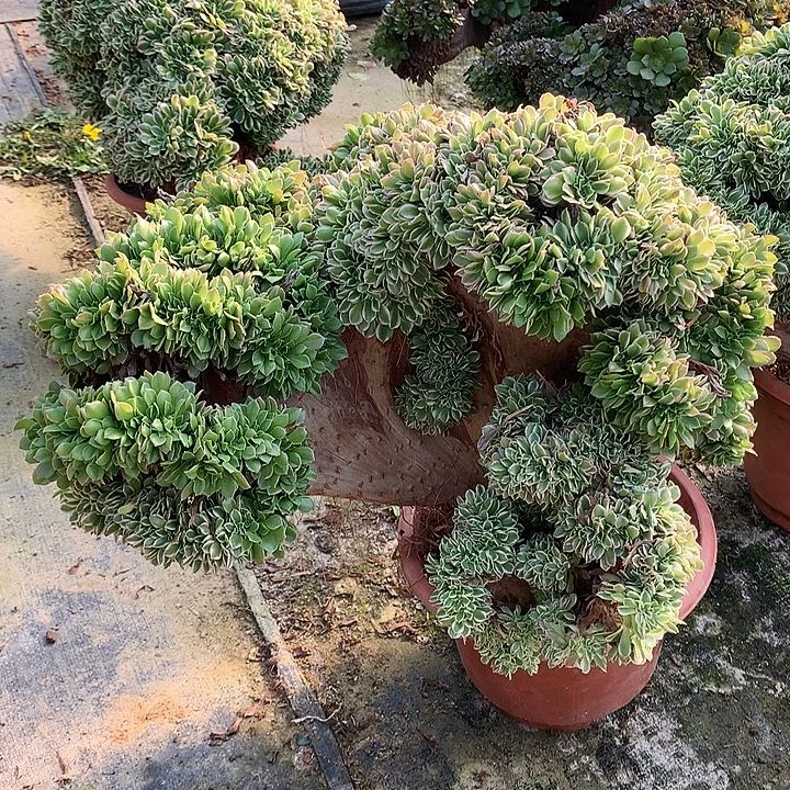 微瑕半壁江山白凤缀