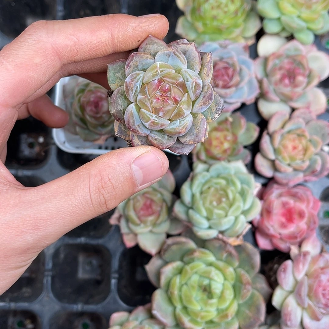 多肉一物一拍10-98