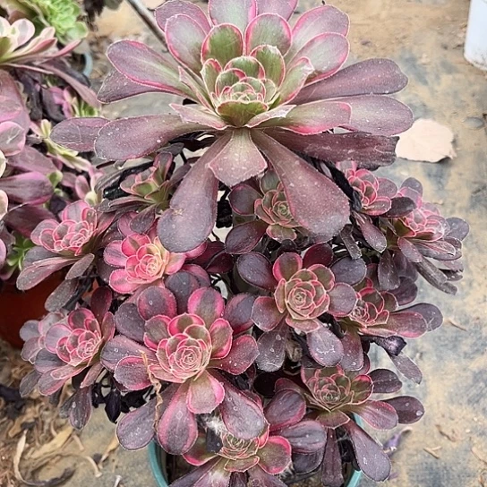 丽娜多肉植物120号