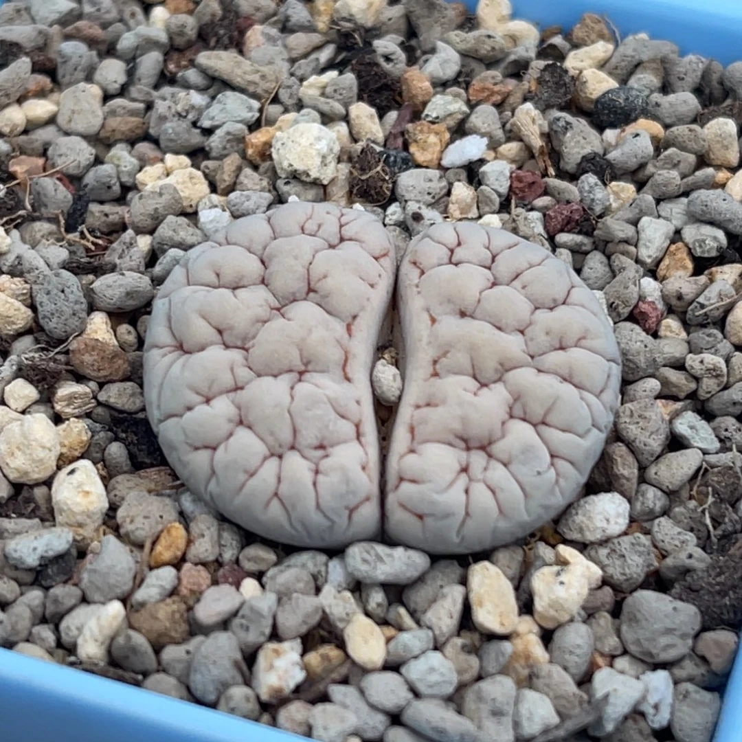 7744凹凸脑纹189一颗
