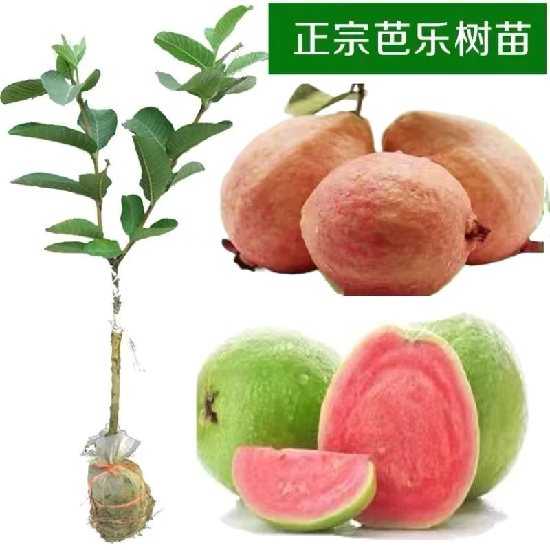 广西正宗番石榴树苗四季结果红心白肉芭乐果树嫁接红宝石番石榴苗