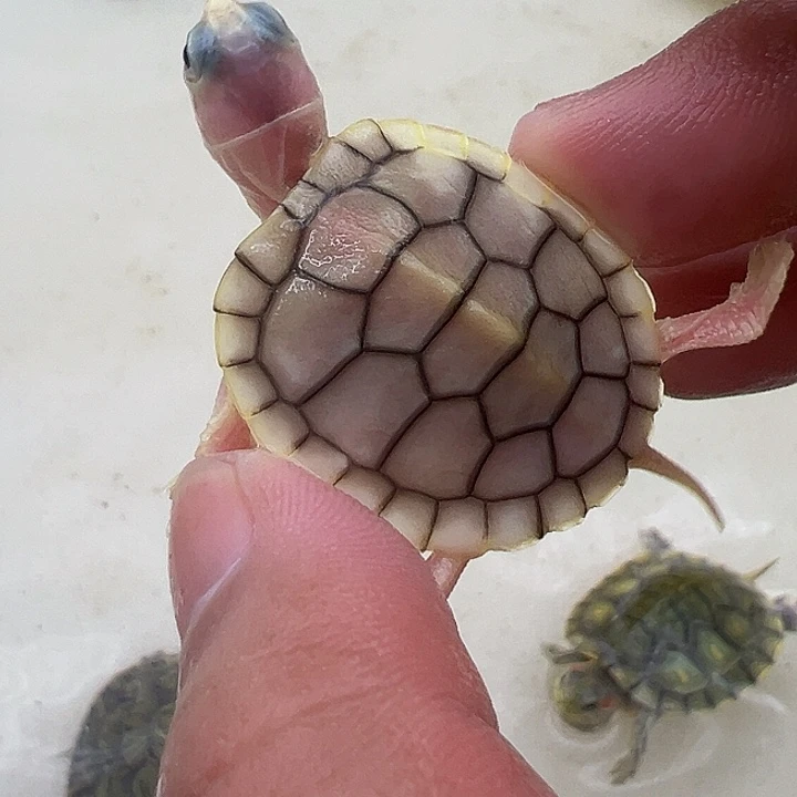 绿毛龟母焦糖巴西龟