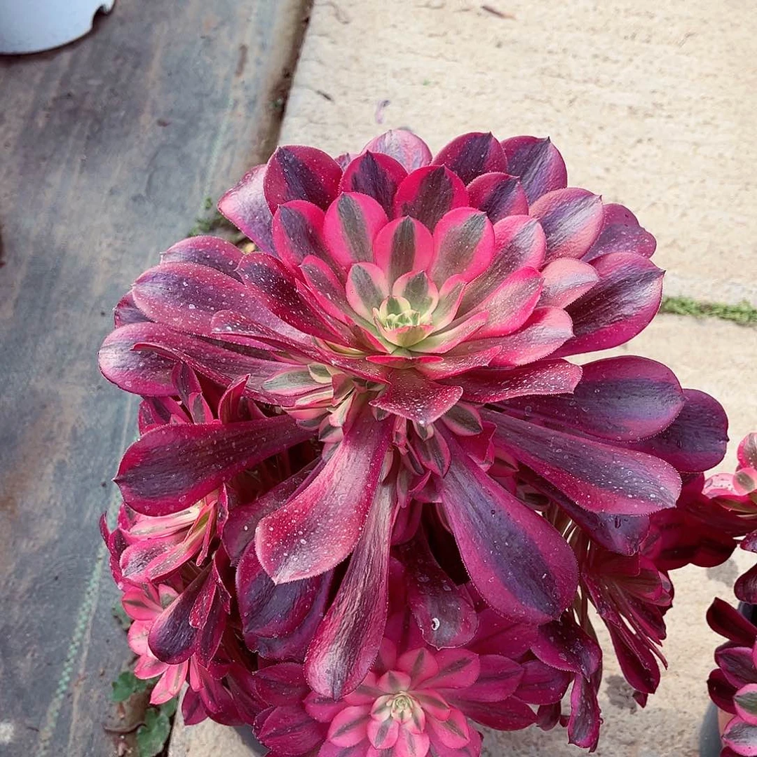 法师多肉植物f s