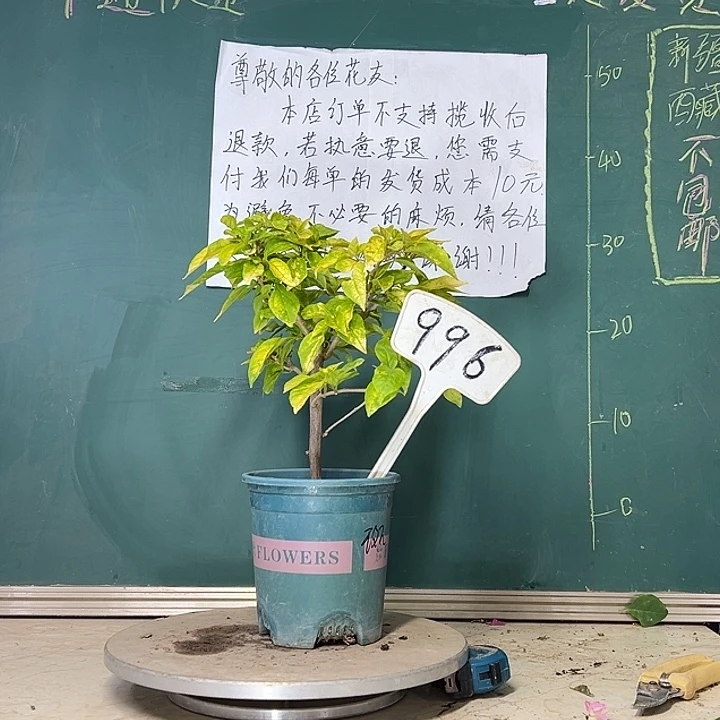 当前无花栽培后可以开花 斑红樱  996