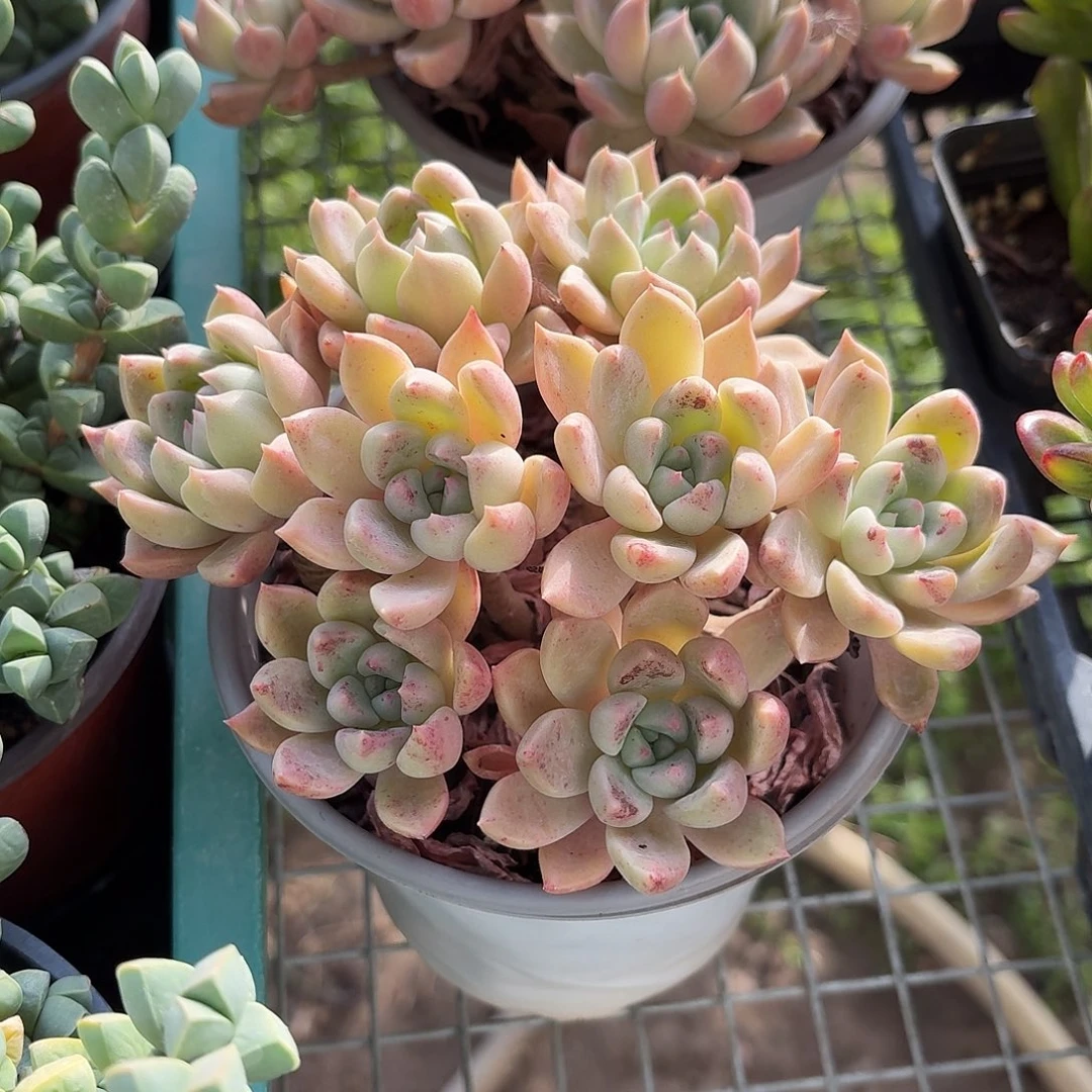 黄金璀璨群生老桩13-15㎝