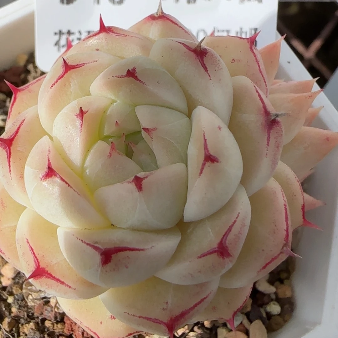 花语逸镜0131-346