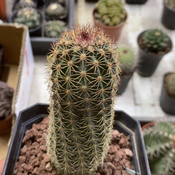 御其虾特价福利包邮