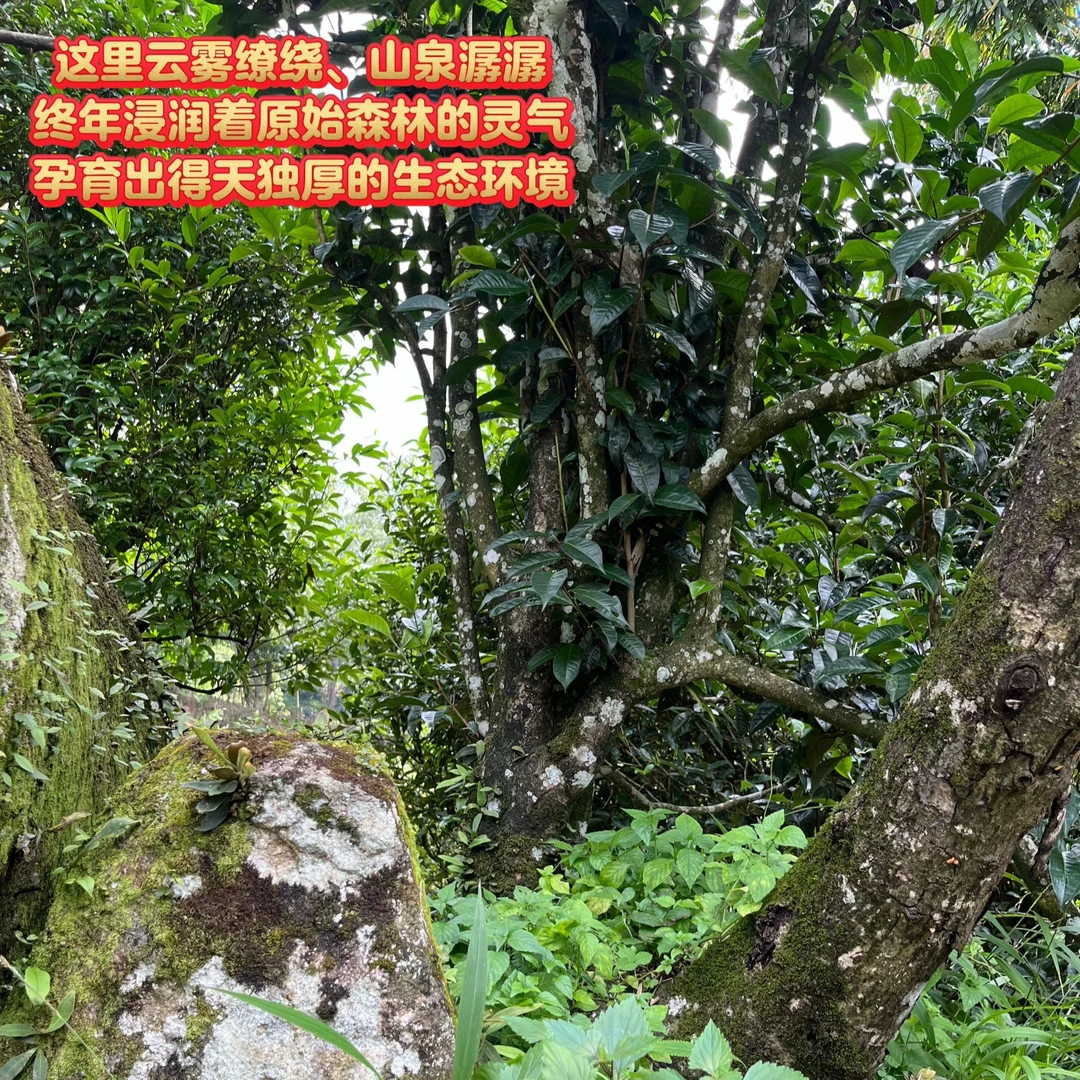 【通用链接】云南临沧高山云雾古树普洱生茶散茶牛皮袋装