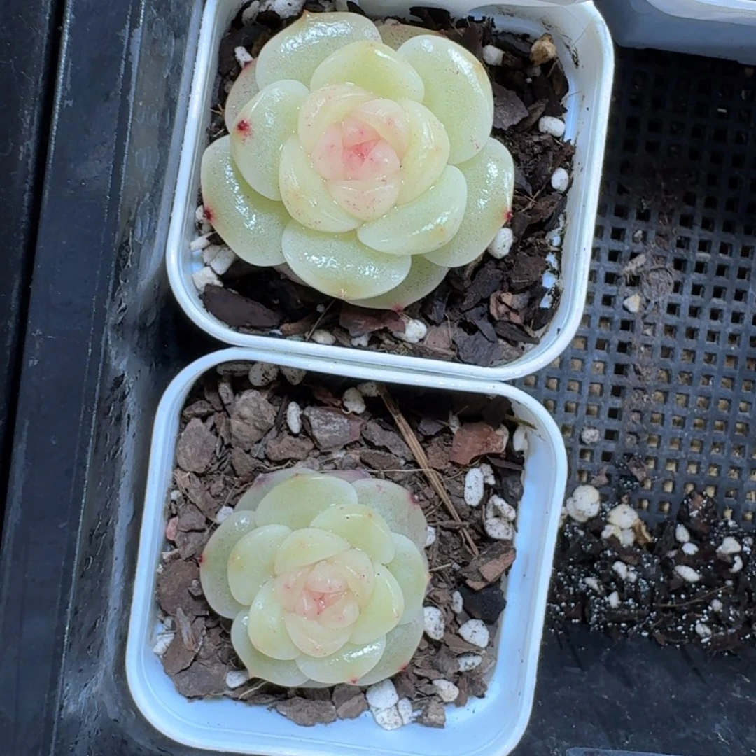 1221-078-清晖一颗量拍