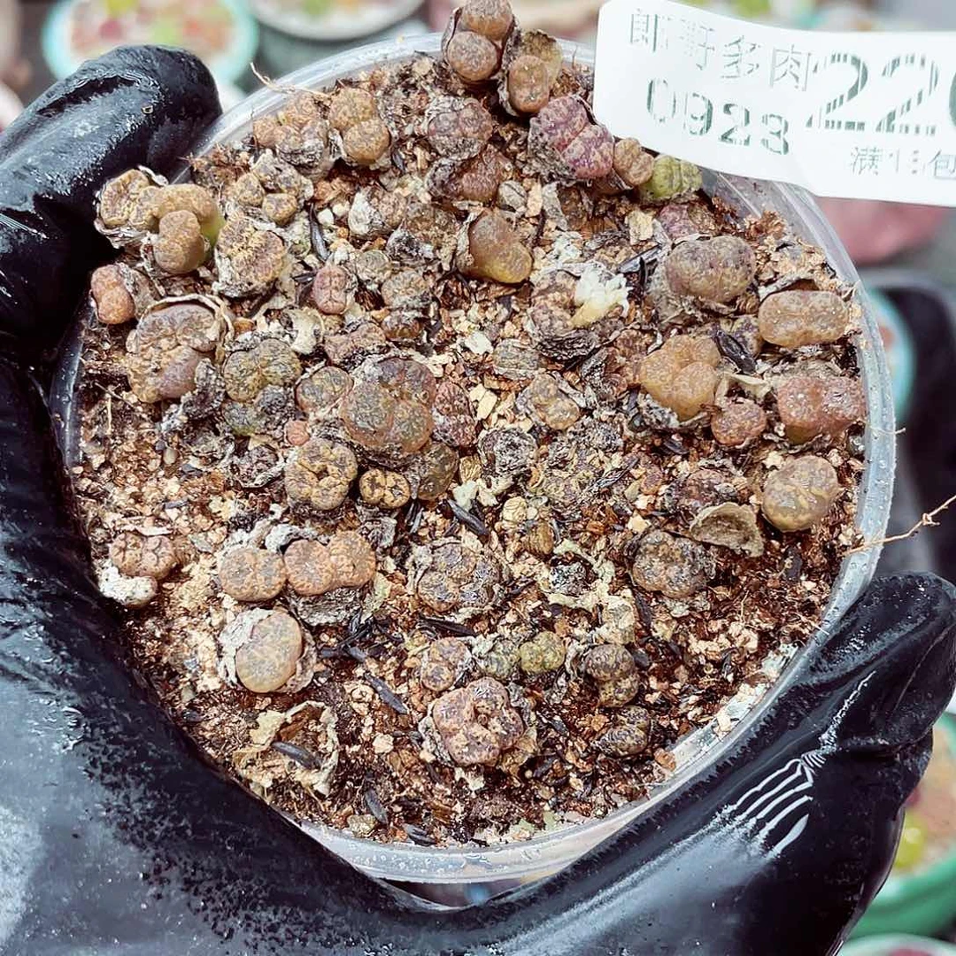 生石花满18包邮0923-226