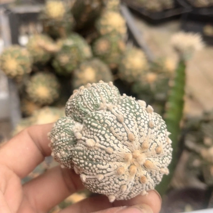 海星奇迹三角接群0063