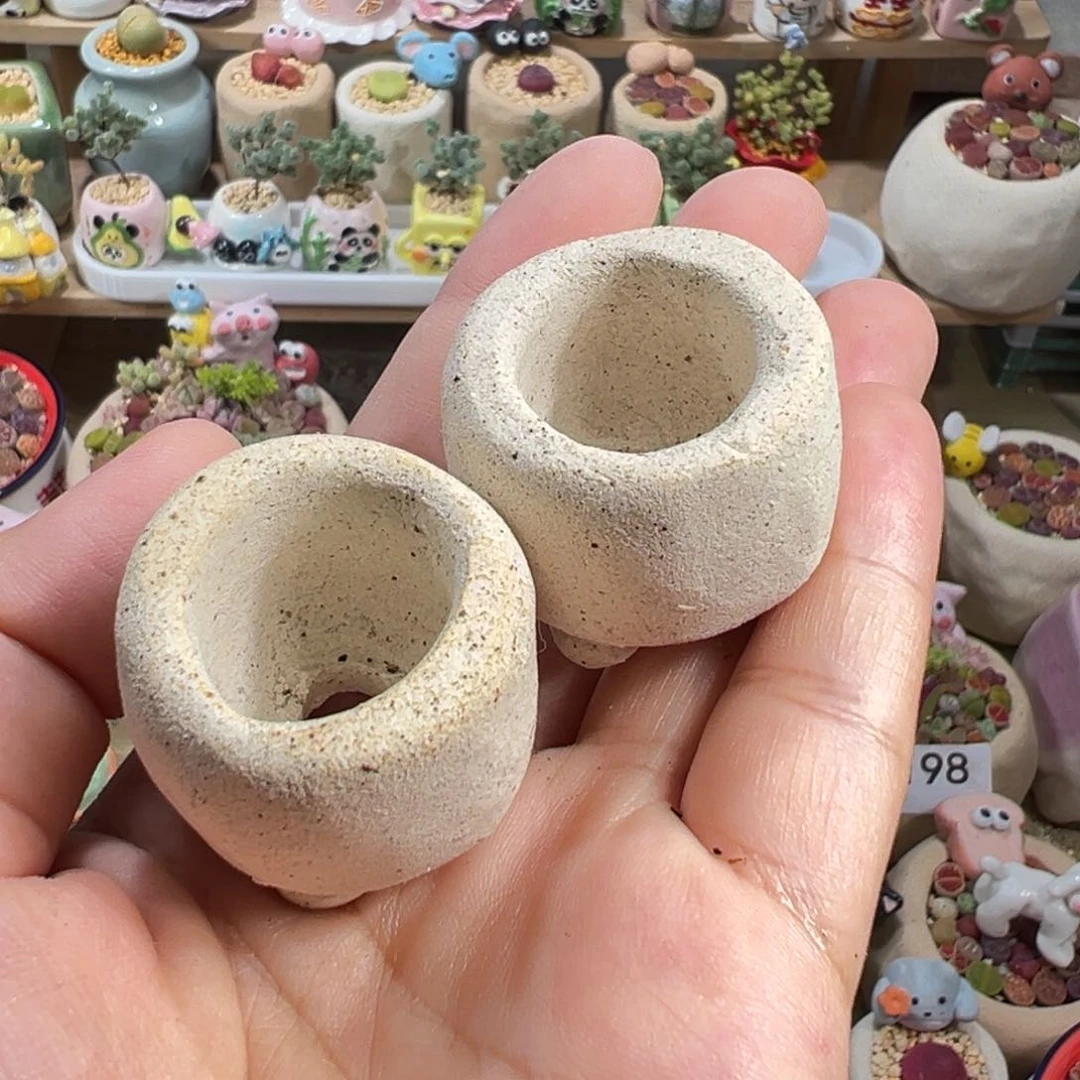 蔡*宝多肉植物215号两个盆