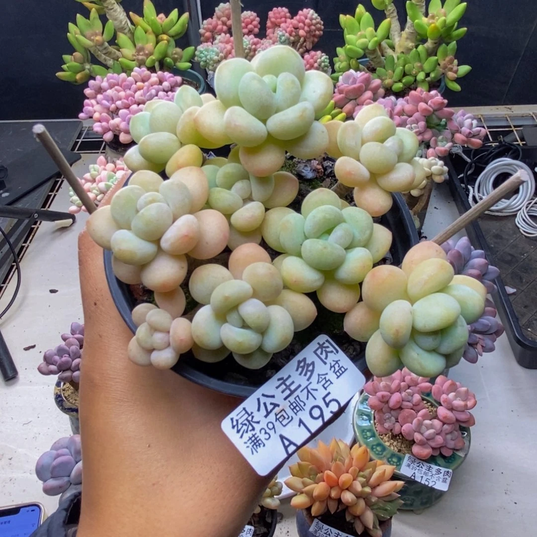 子*陌保温箱一个195白奶糖