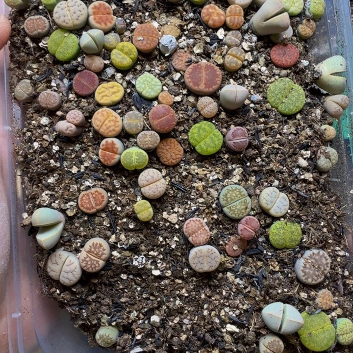 多肉植物的生长发育210