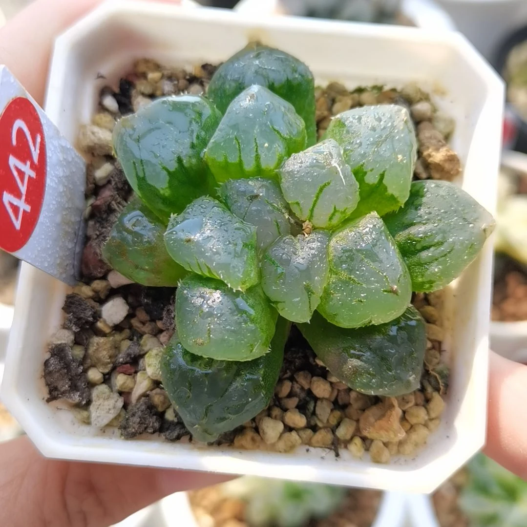 442号实生玉露一物一拍带盆土发货