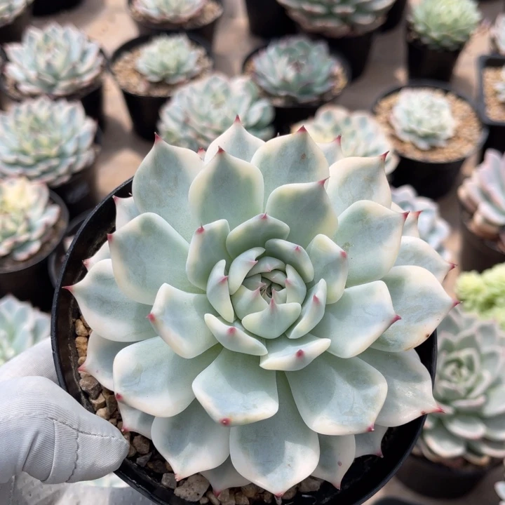 一物一拍不支持退换