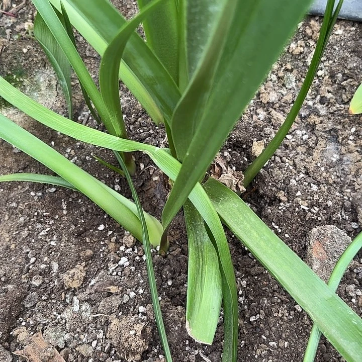 无花朵僵美人坨坨福利