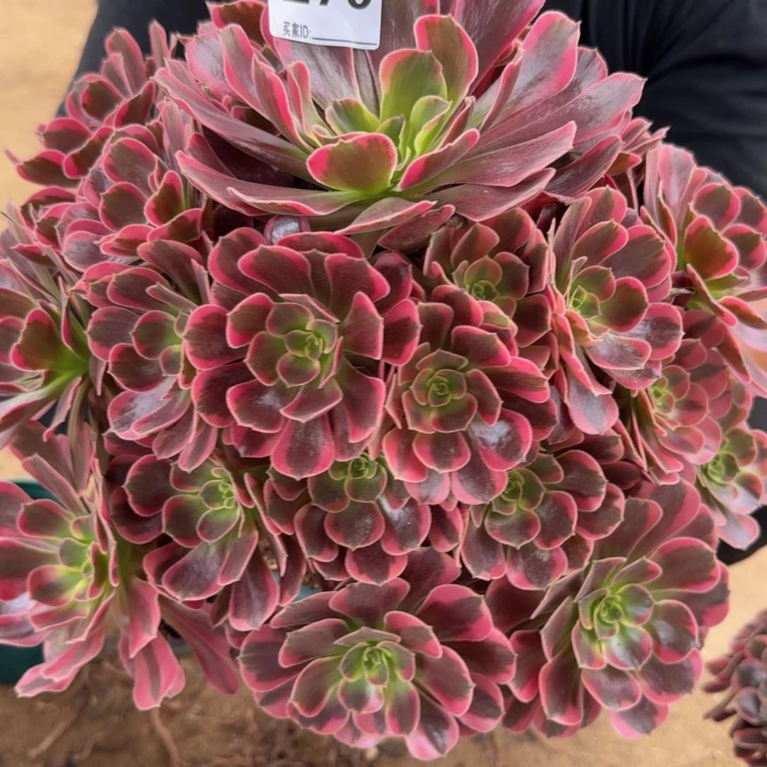 270凤冠多肉植物