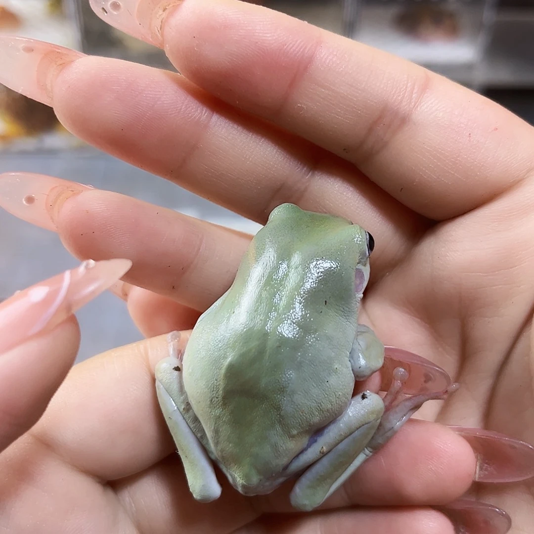 角蛙姥爷树蛙专拍链接