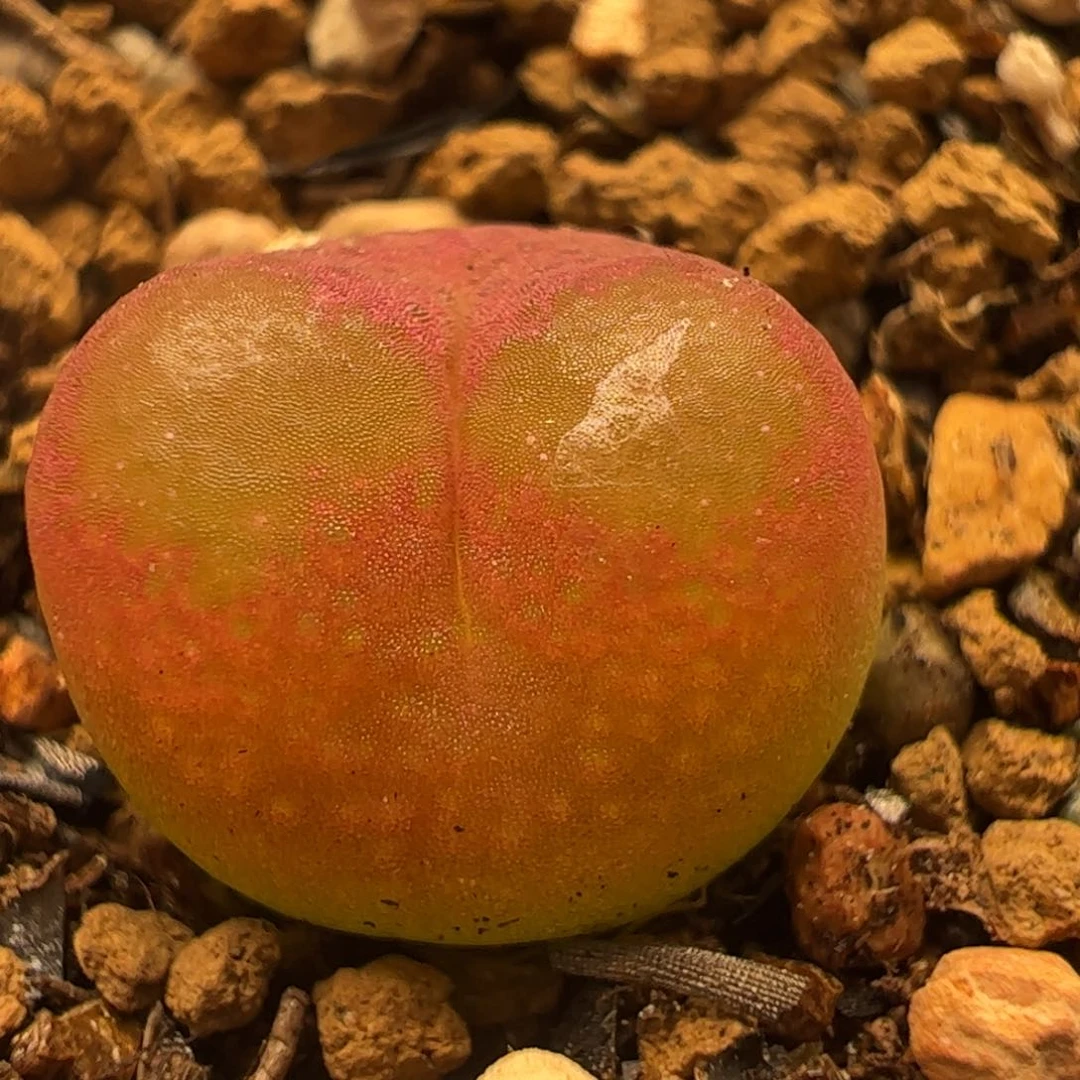 吕红多肉植物百科13