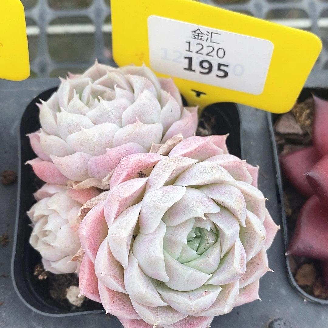 福利多多，1220195