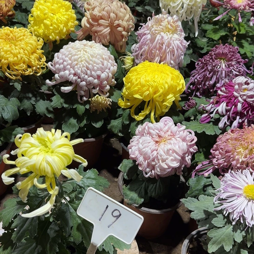 三***姐大部分花苞少量开放19