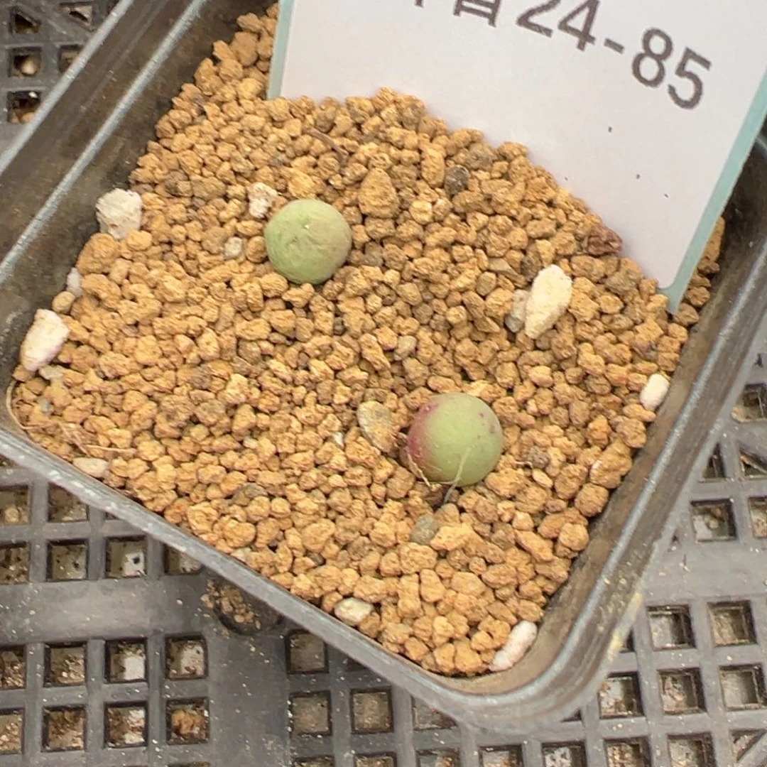 24-85肉锥多肉植物