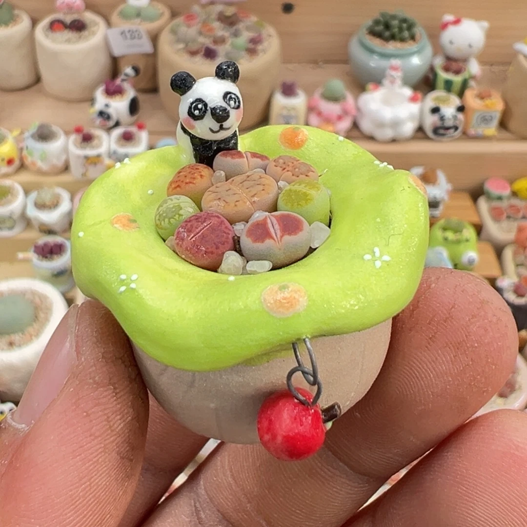 多肉植物10号彩拼带盆