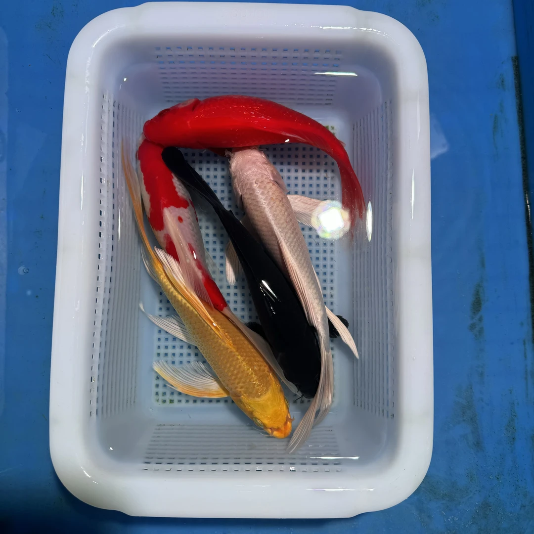 锦鲤草金1红1红白1黑1黄1白（15-17厘米)5条观赏鱼(红白红是草金)