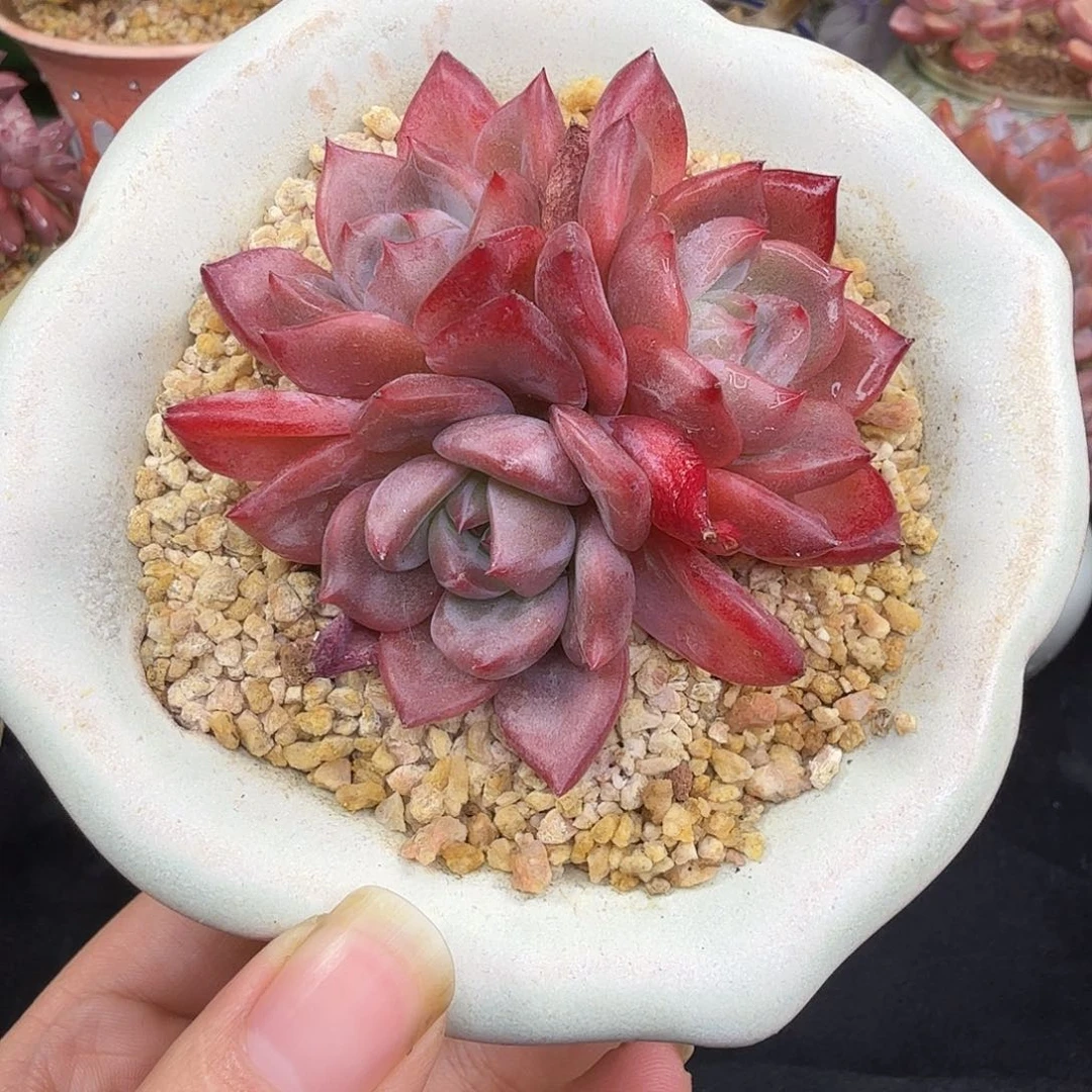 夜魔侠7cm左右带盆土发货满38包邮