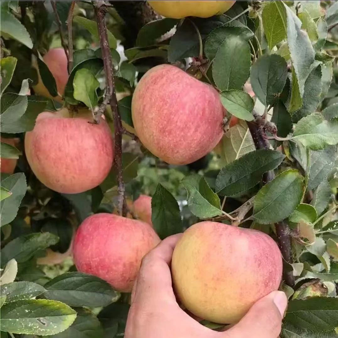 2025烟台苹果爱妃苹果脆甜多汁烟台栖霞苹果产地直发