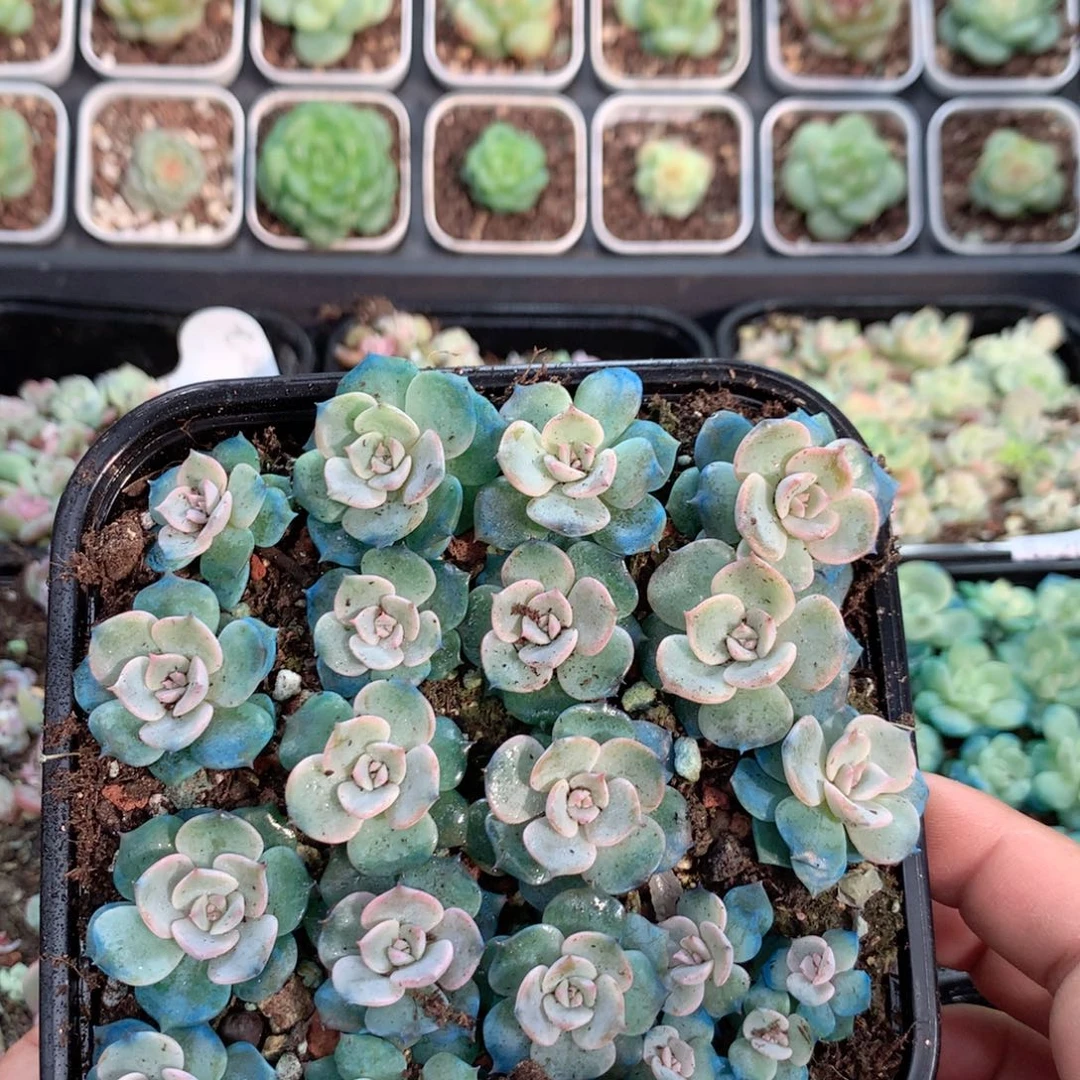 无花朵S217英语英语一