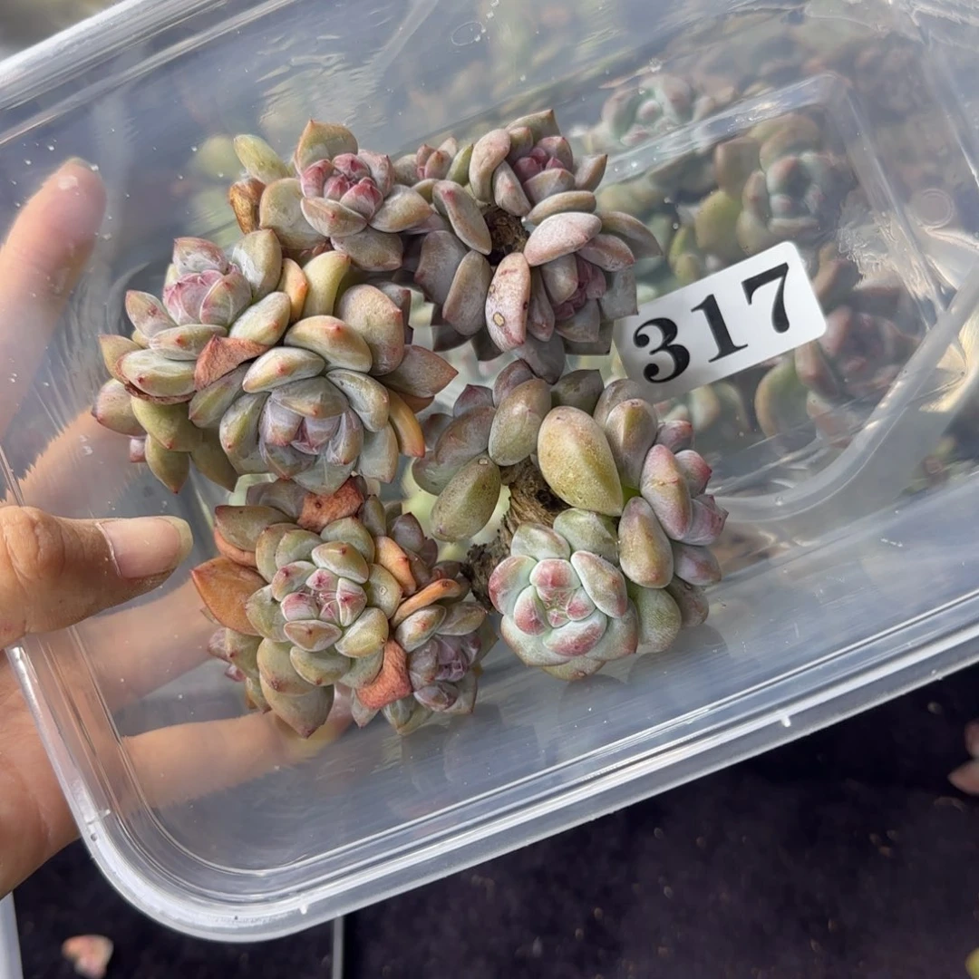 星影4颗一起无根一物一拍317