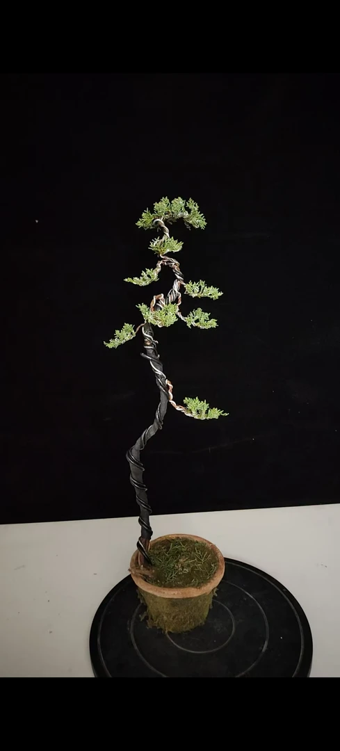 济州真柏盆景摆台