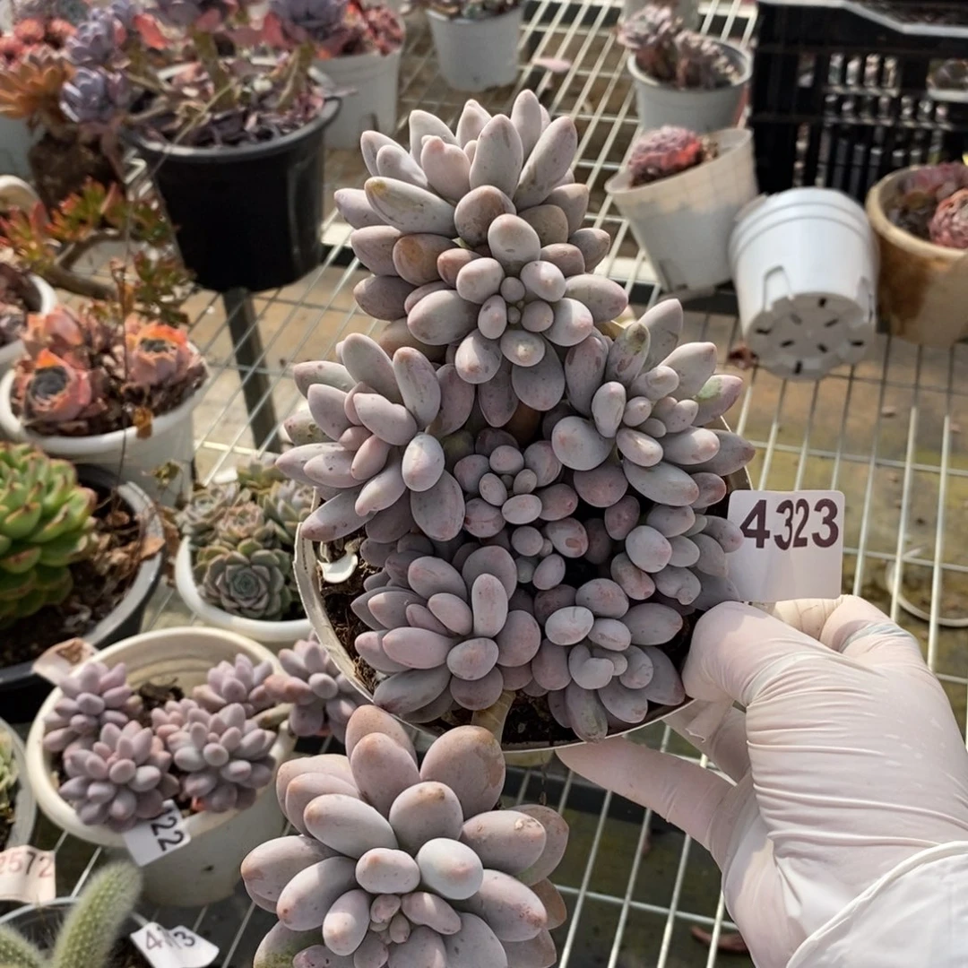 4323汤圆多头一物一拍