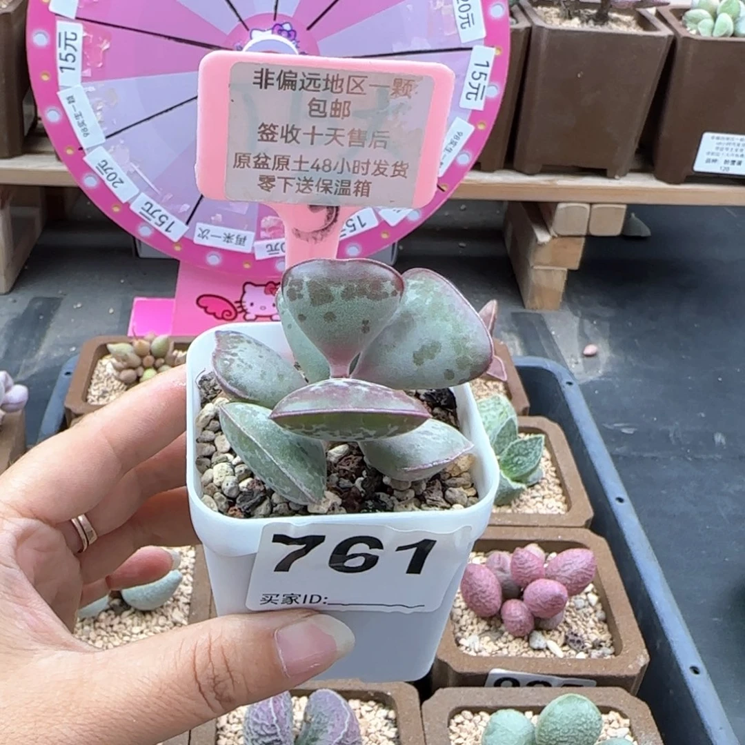 亦*761爱心多肉植物