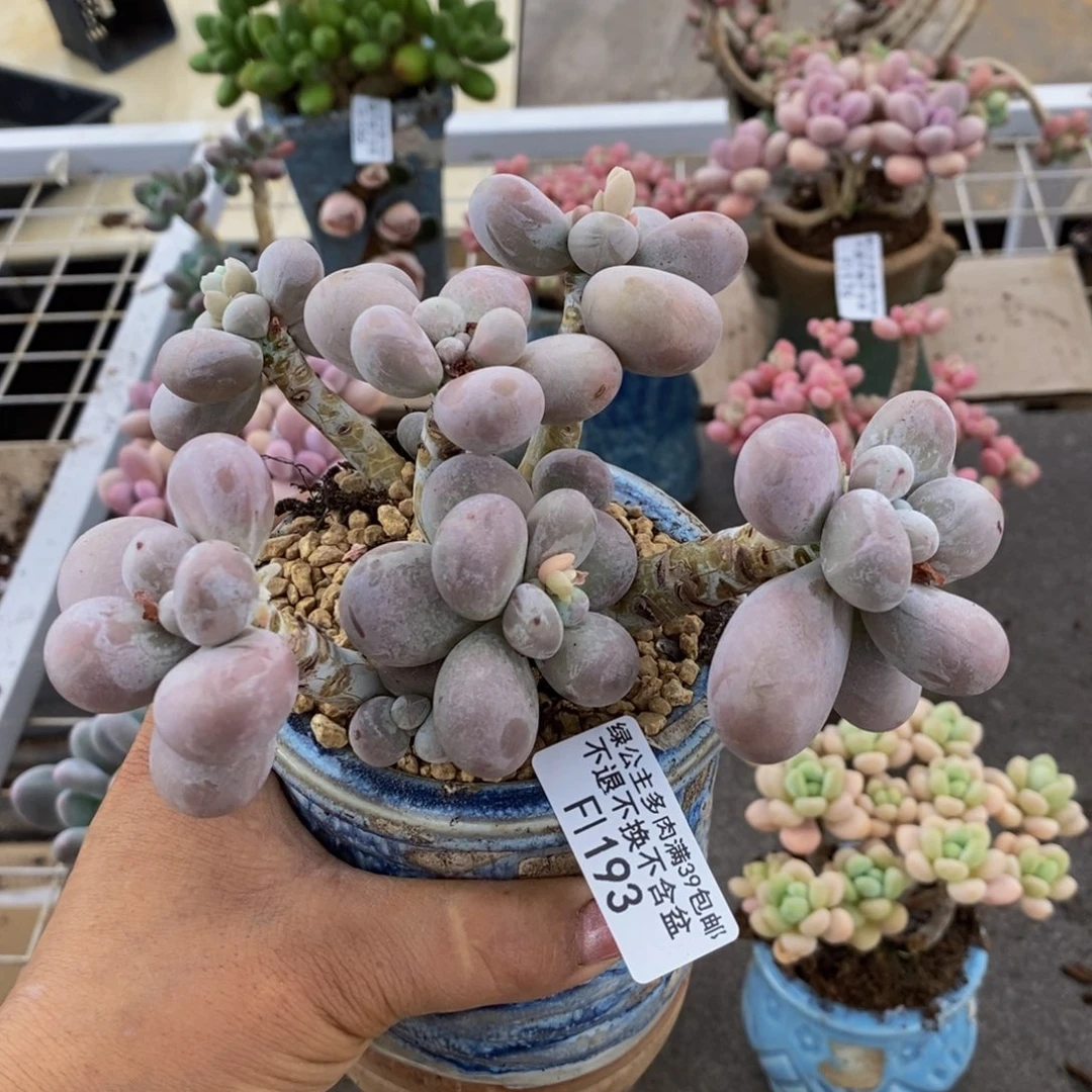 芭比奶酪193/12c m