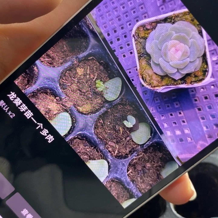 龙葵芽苗一个多肉