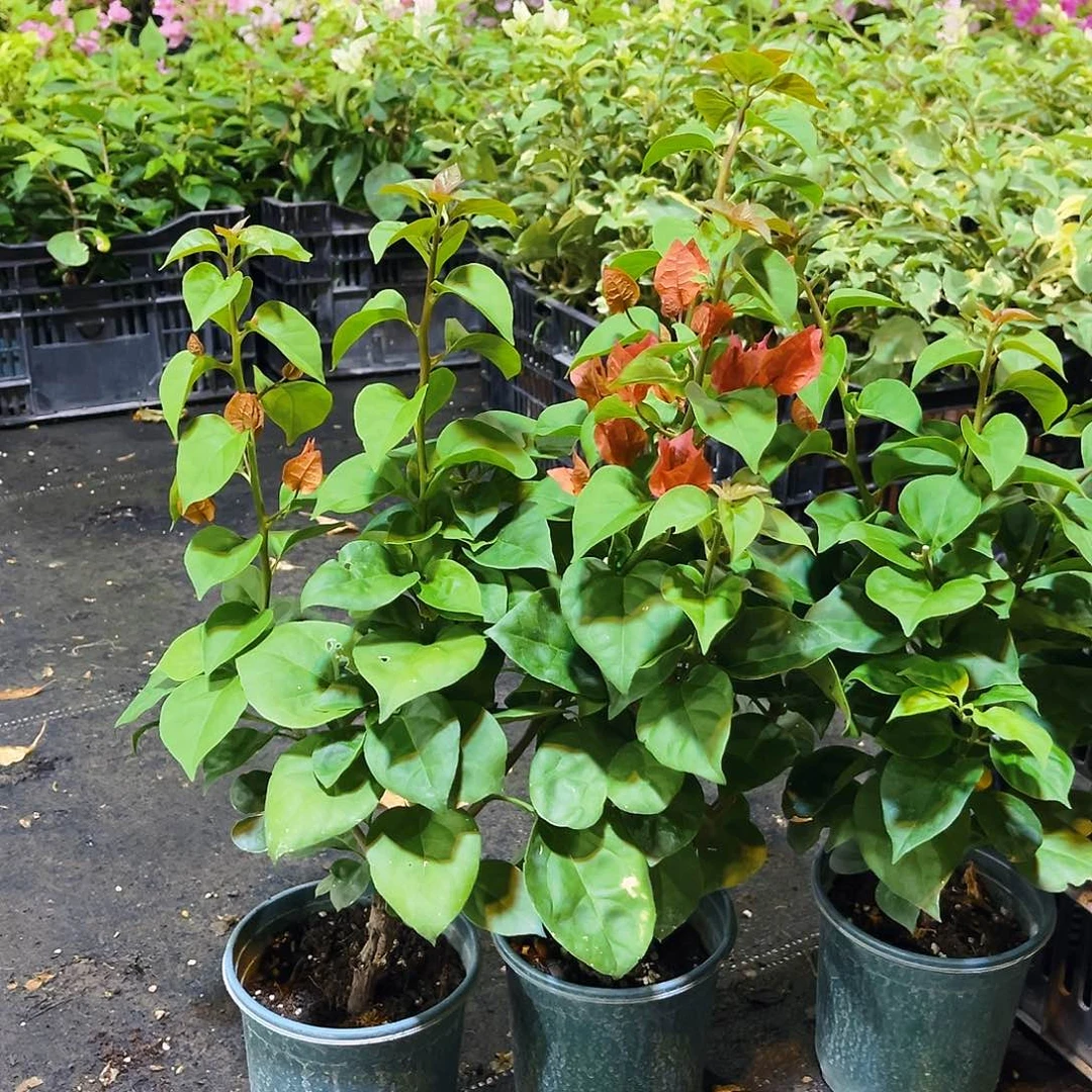 大部分花苞少量开放巧克力掌中宝一颗