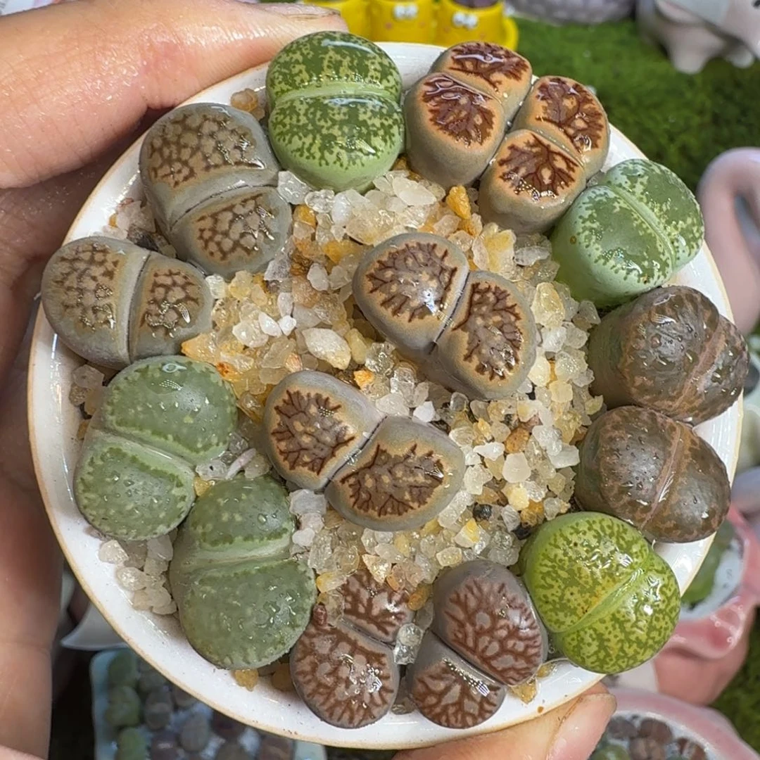 多肉植物福利冲506