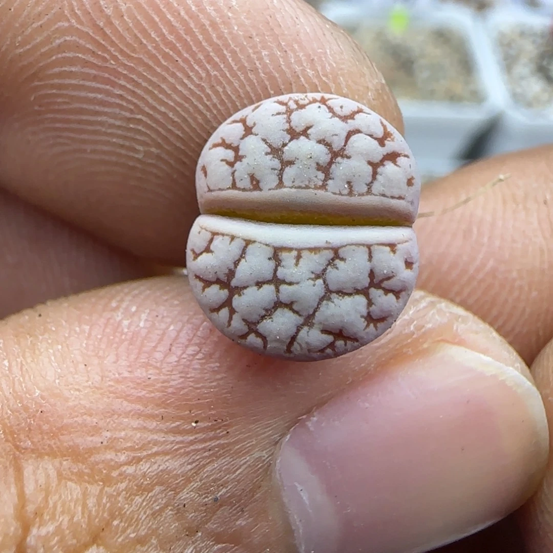 198 生石花大棚直播