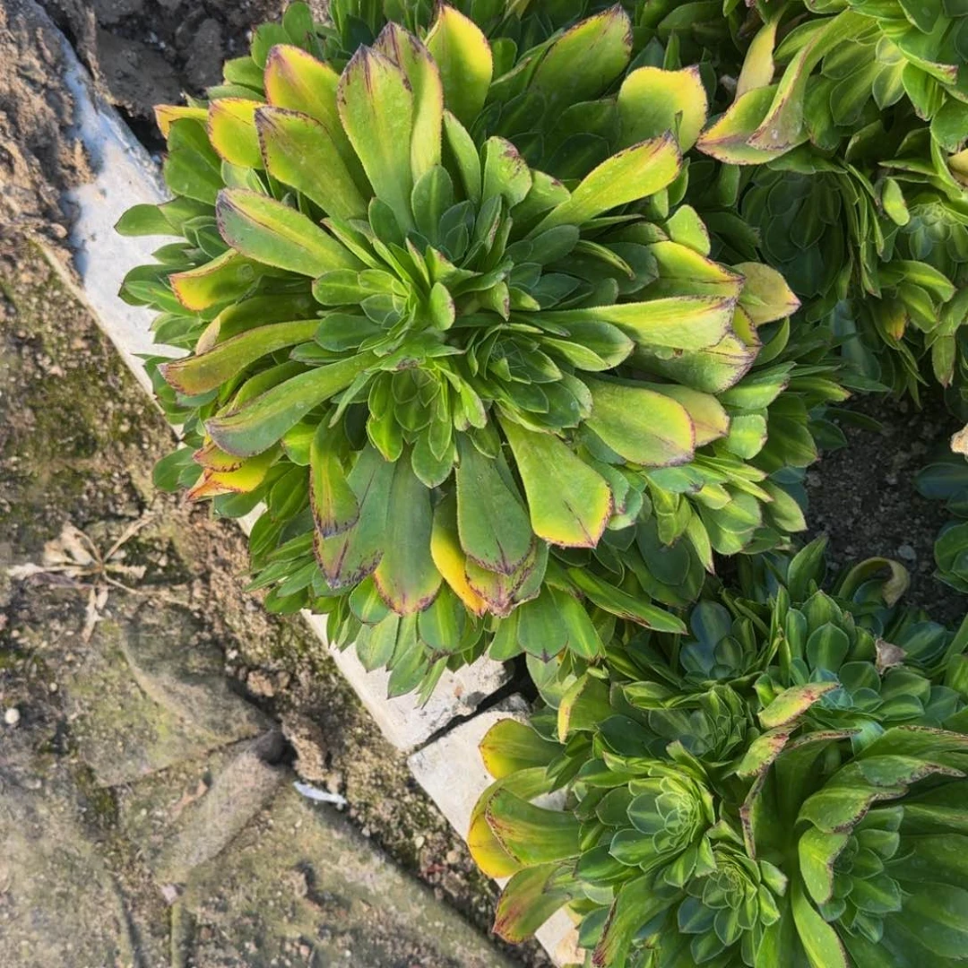 花*夕颜缀寄养到秋