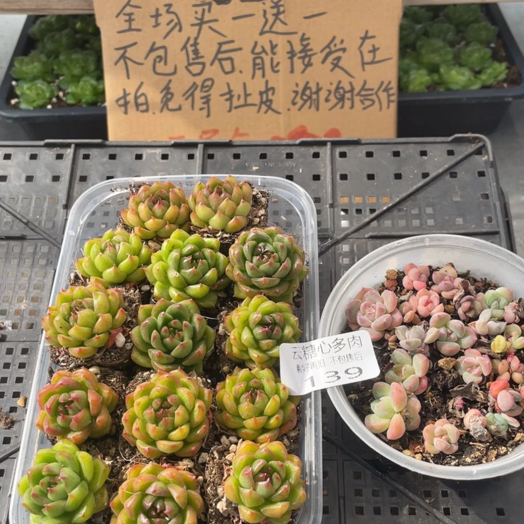 云糖心多肉植物139